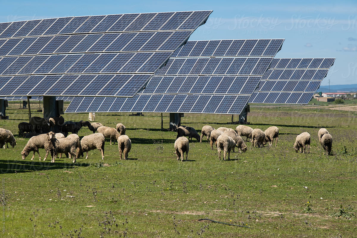 Sheep graze under panels of a solar power plant