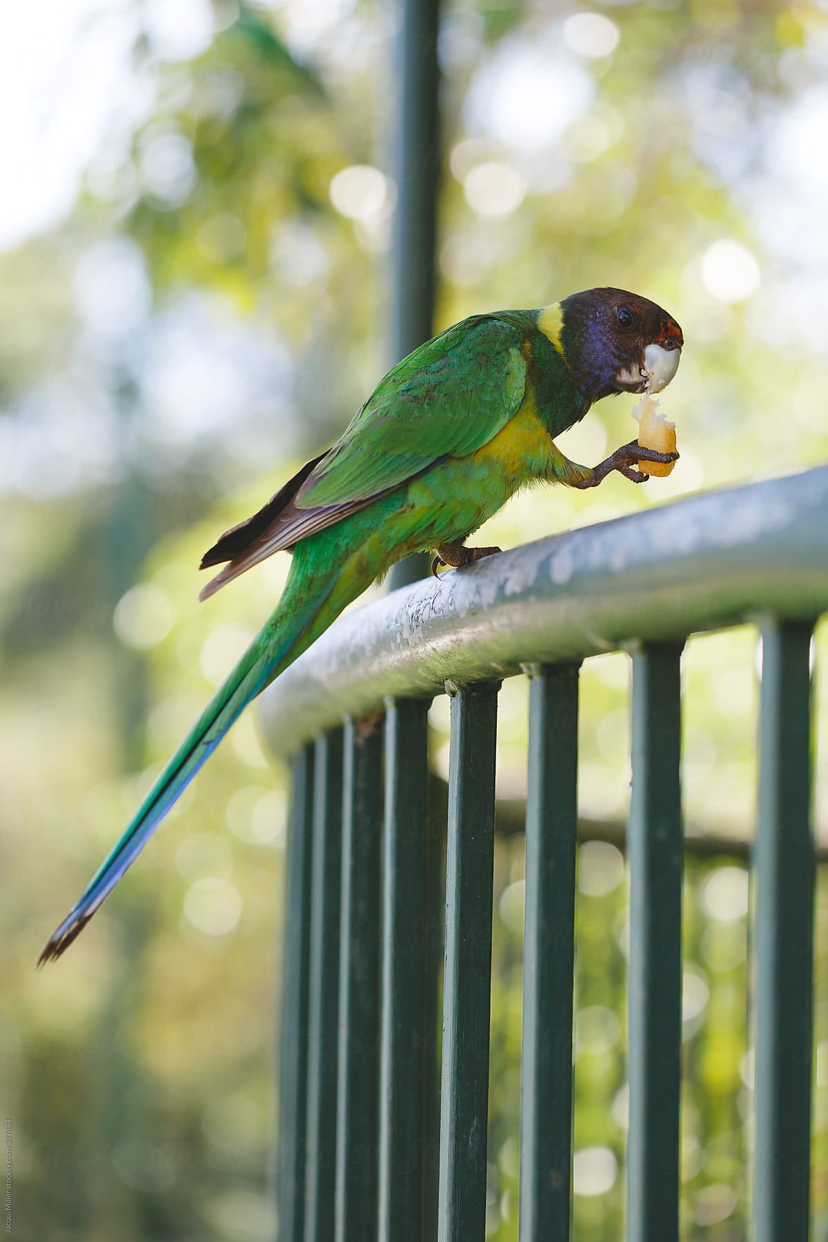 Bright green parrot eating a chip