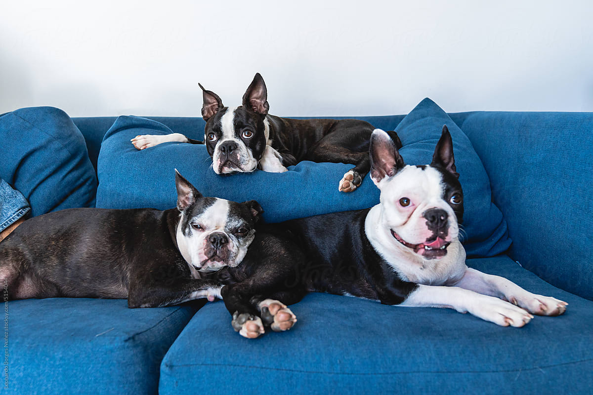 Dogs with funny faces resting on a sofa