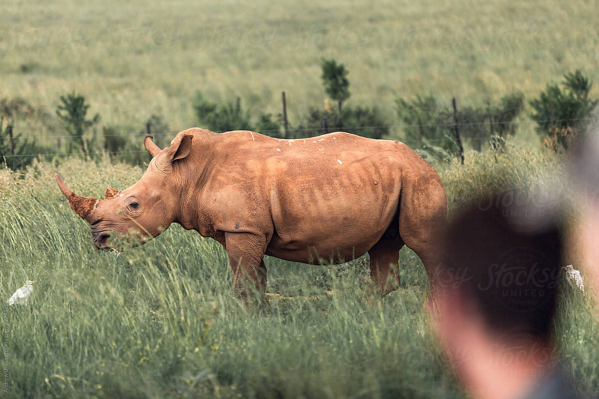 Rhino in Johannesburg, Africa