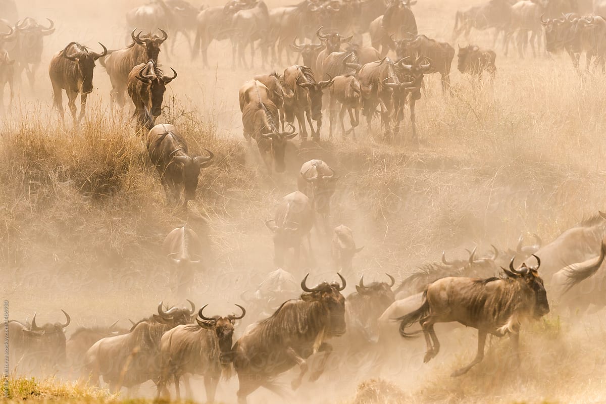 Wildebeest in cloud of dust
