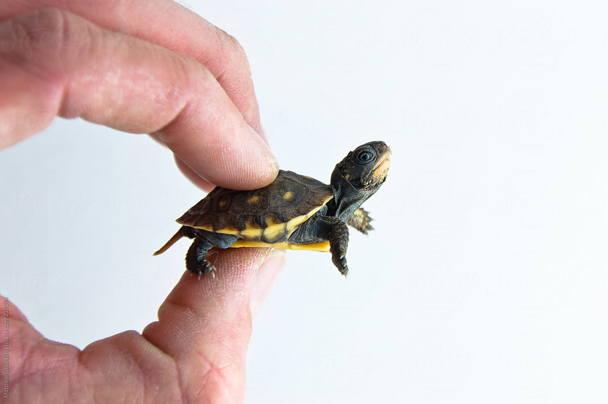Small young turtle held between human fingers