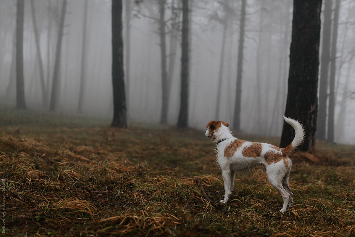 Cute dog exploring forest
