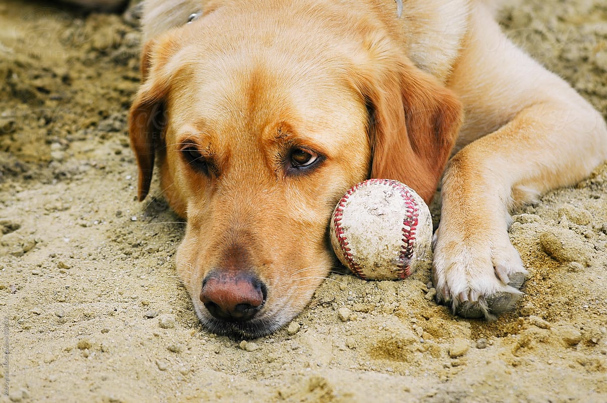 Dog Waits to Play Ball