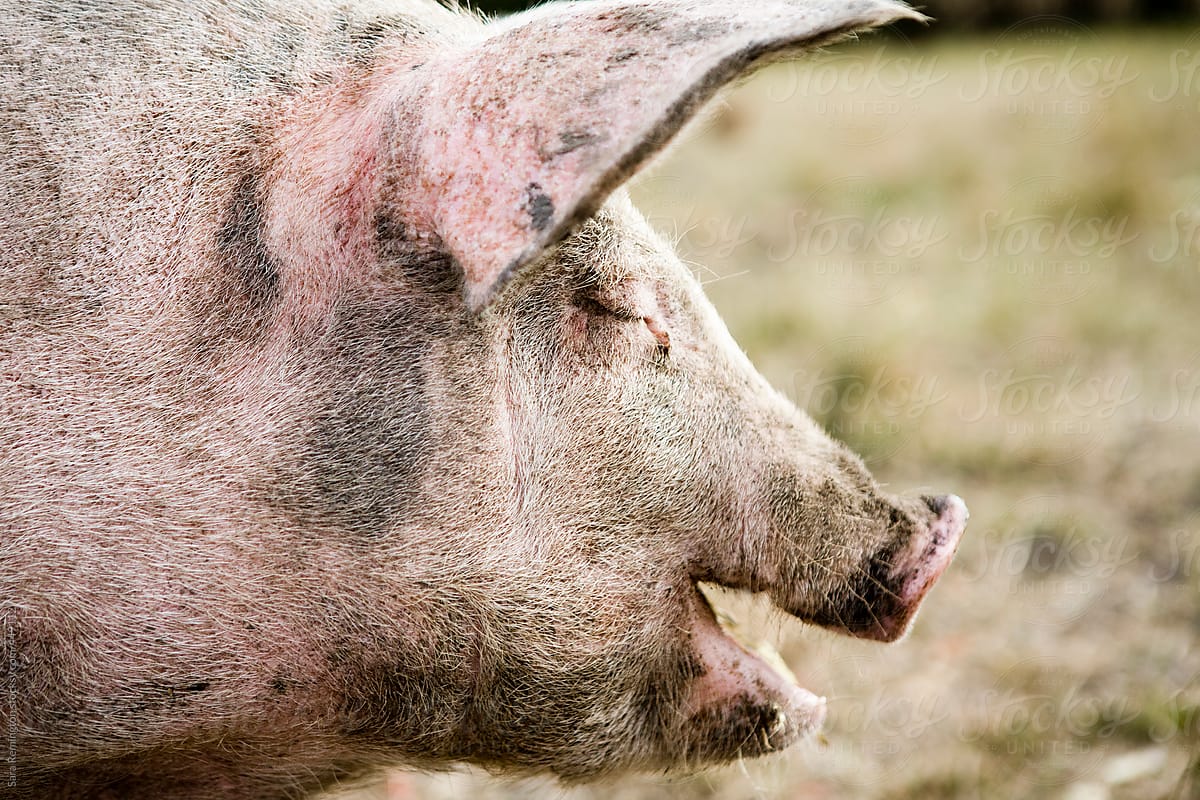 Happy Pig On Farm