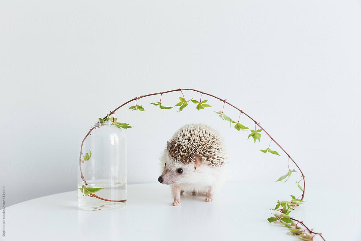 Very cute African Pygmy hedgehog on white background with ivy plant