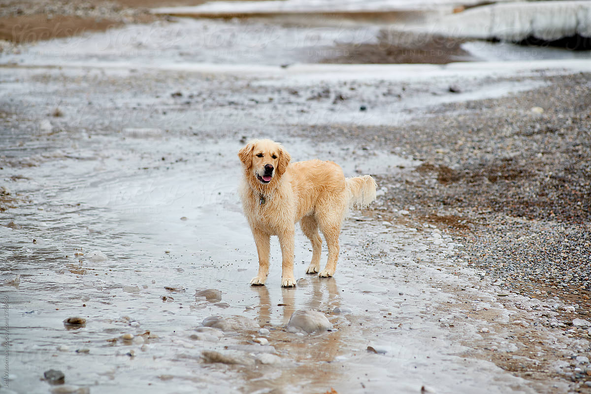 Dog on the Beach in Winter