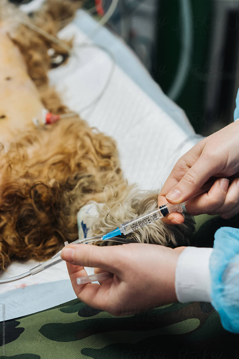 Dog In The Operating Table Of A Veterinary Clinic.