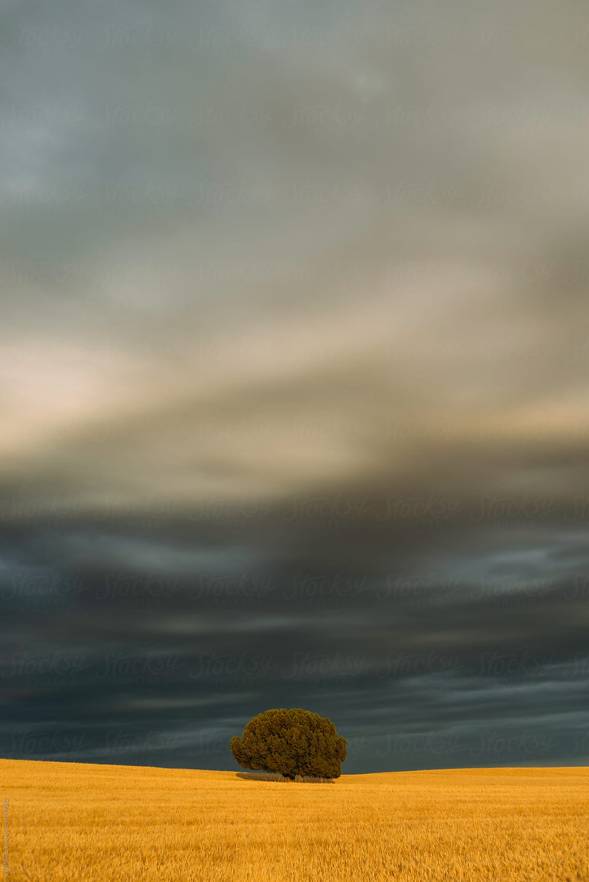 Lonely tree in a grain field with dark clouds.