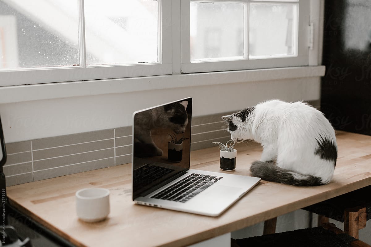 cat sitting on work desk with computer, coffee and plant