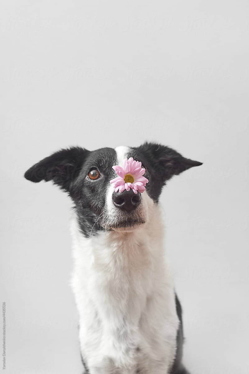 Black and white dog holding spring flower on nose