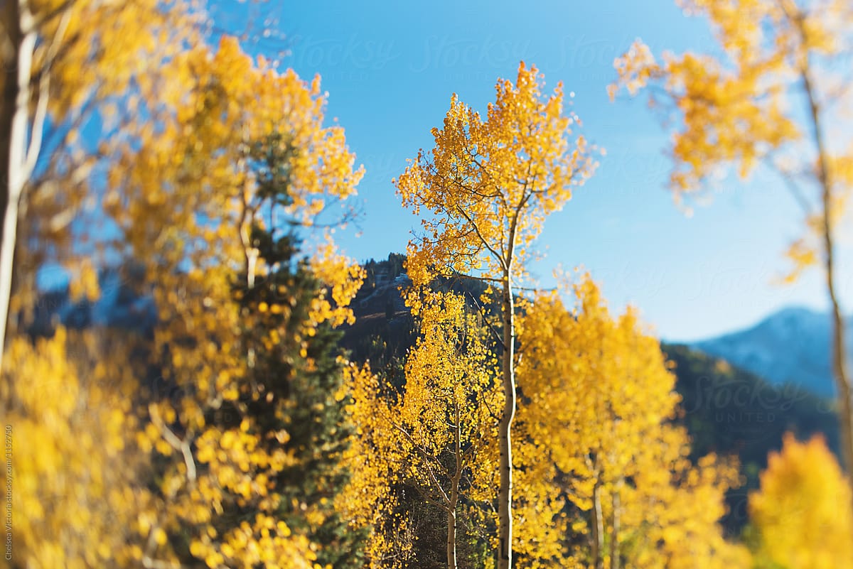 Trees in the mountains of Salt Lake City, Utah