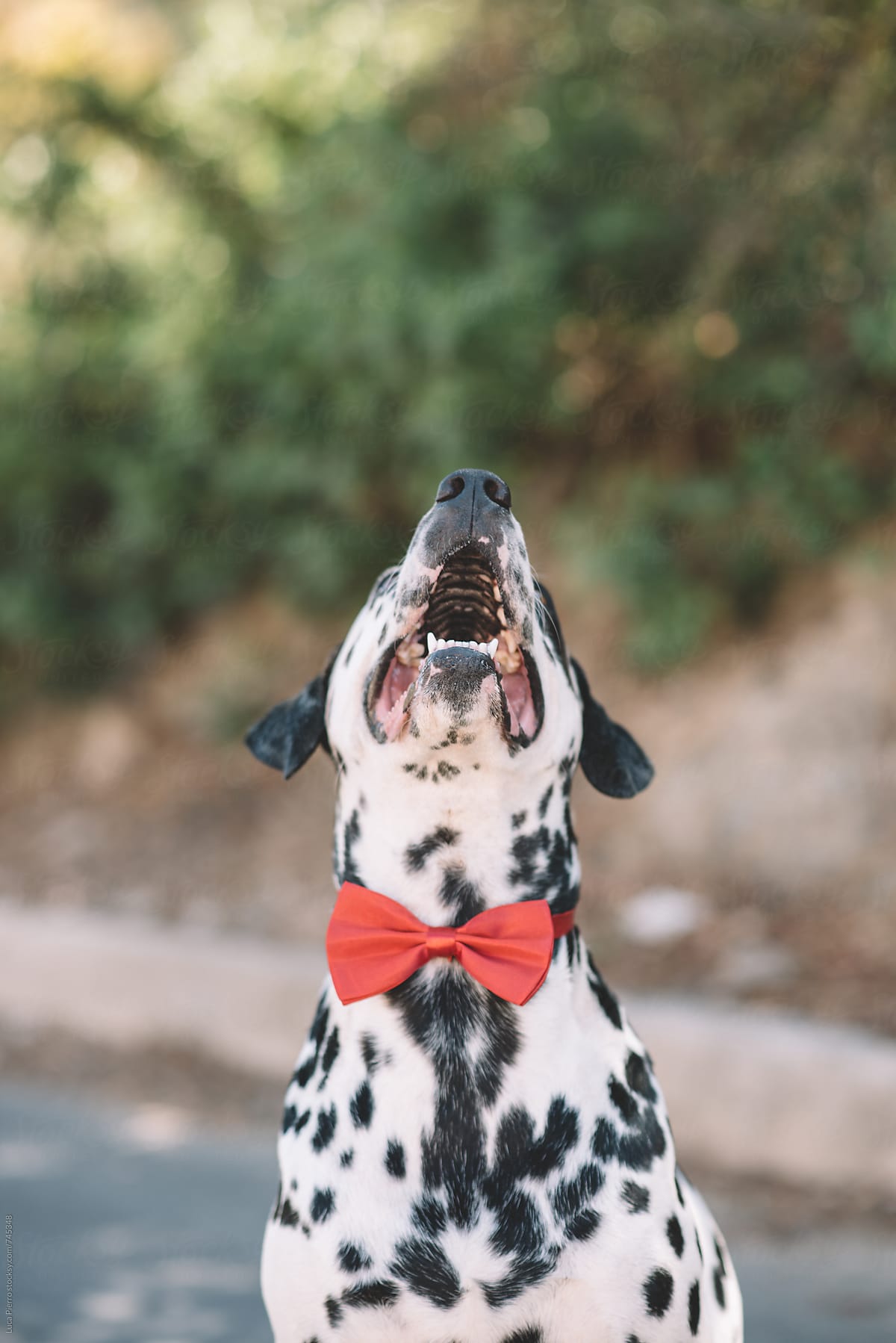 Dalmatian dog with a red bow looking up