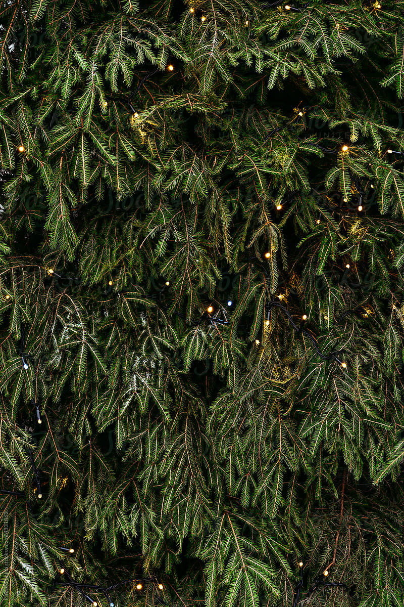 Christmas tree background.