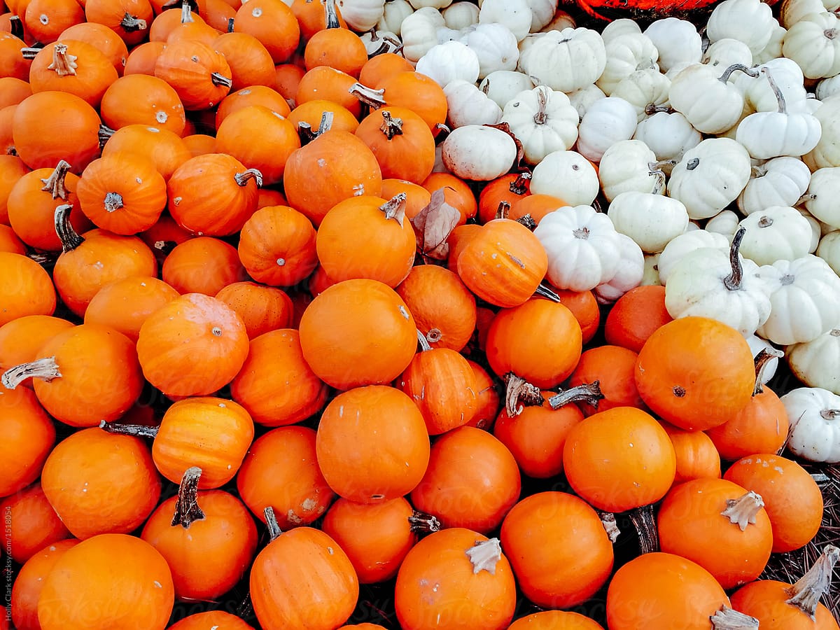 Small orange and tiny white pumpkins arranged diagonally