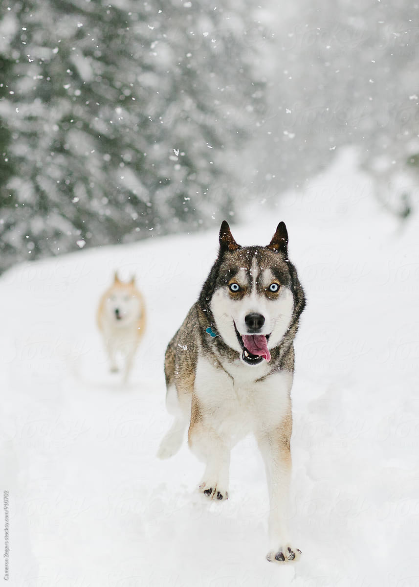 huskies running in snow