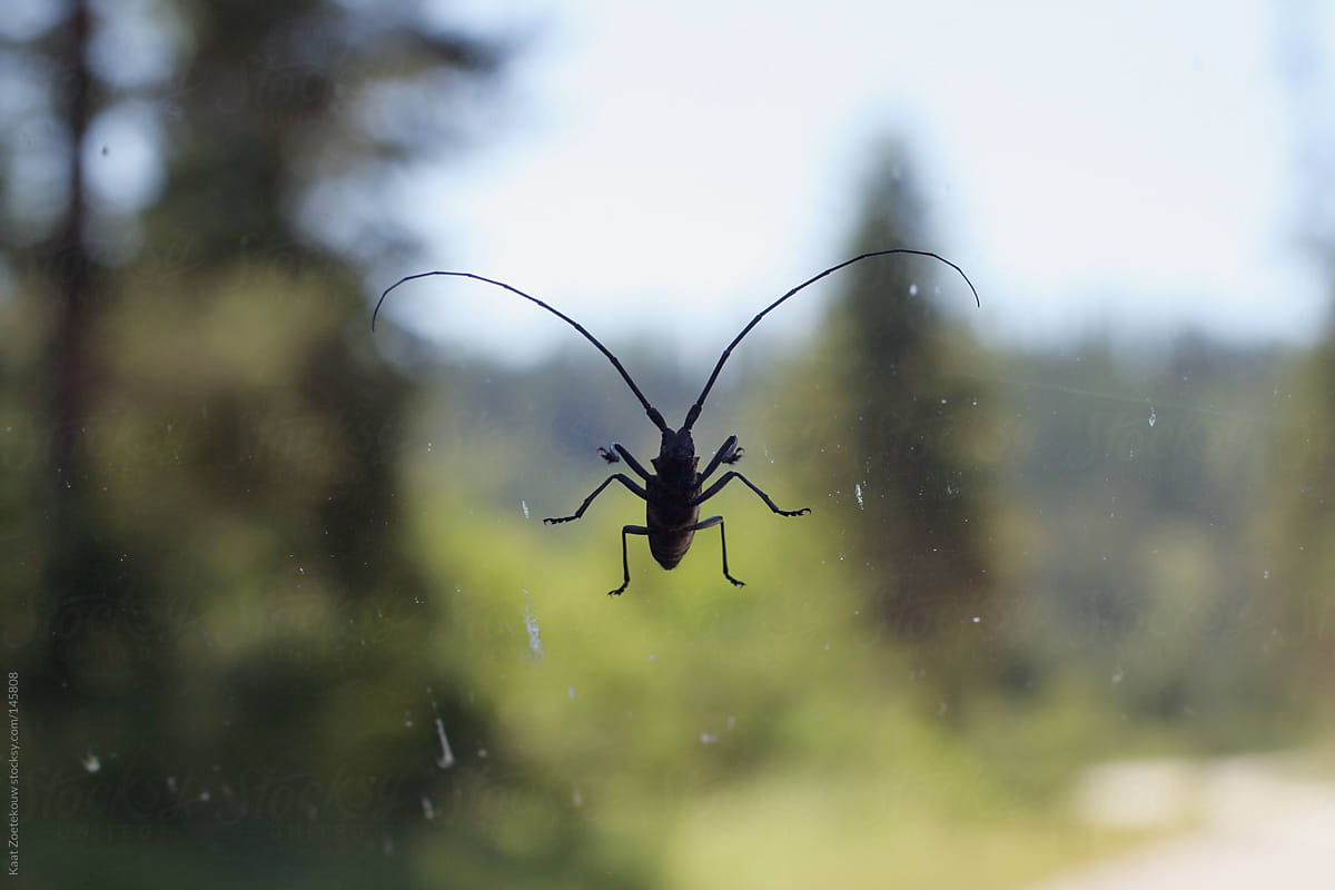 Silhouette of a big beetle on a windshield