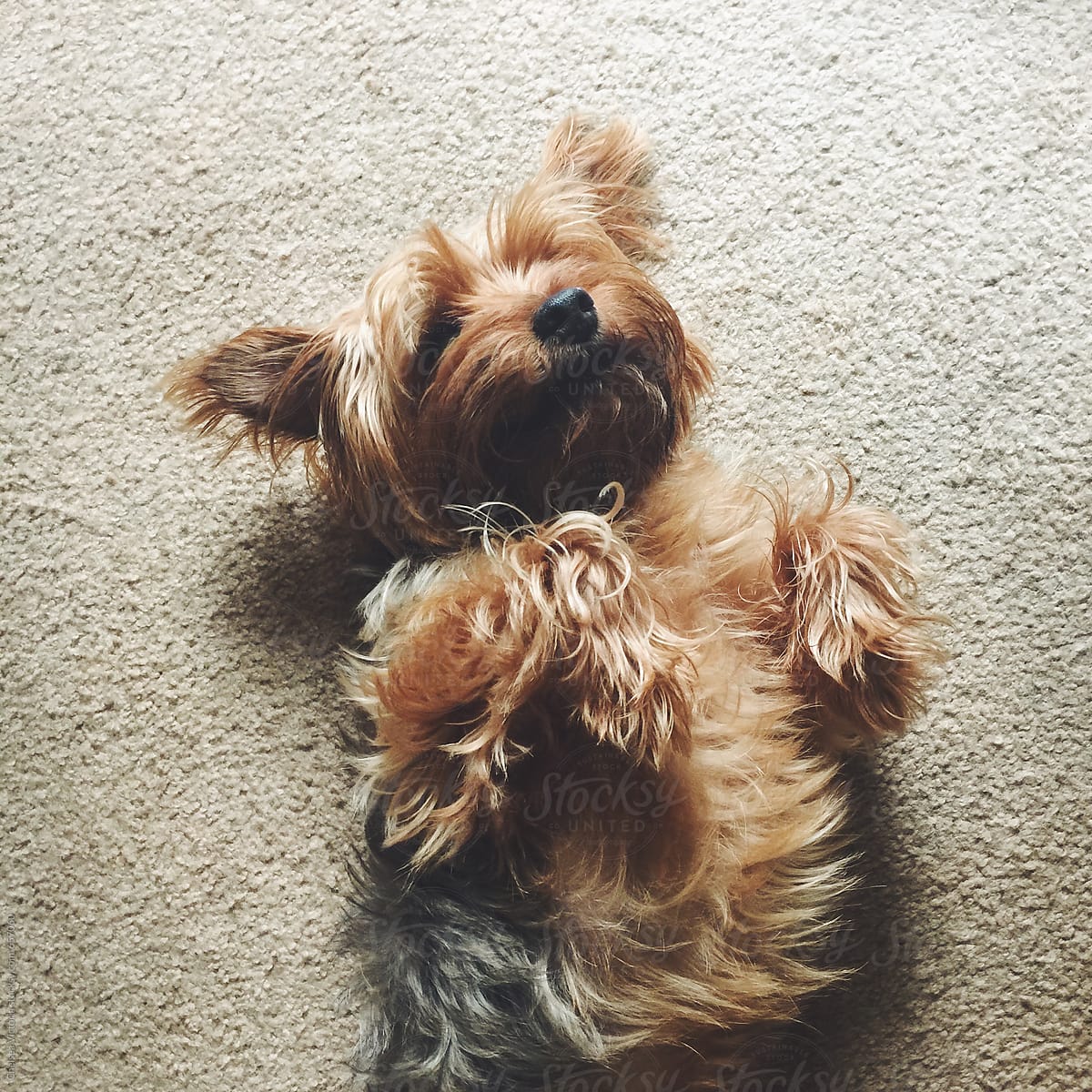 A scruffy dog laying on his back