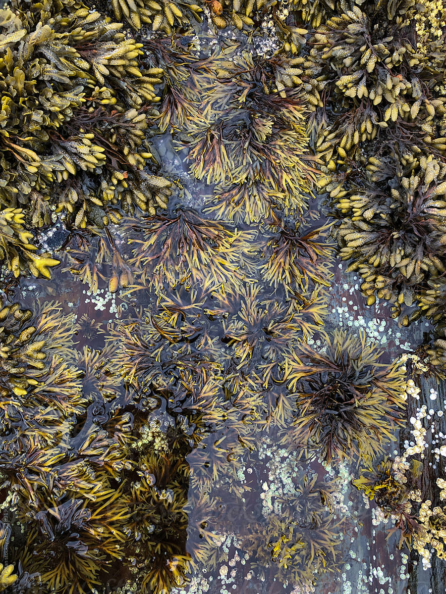 Seaweed Grows on Rocks in Maine