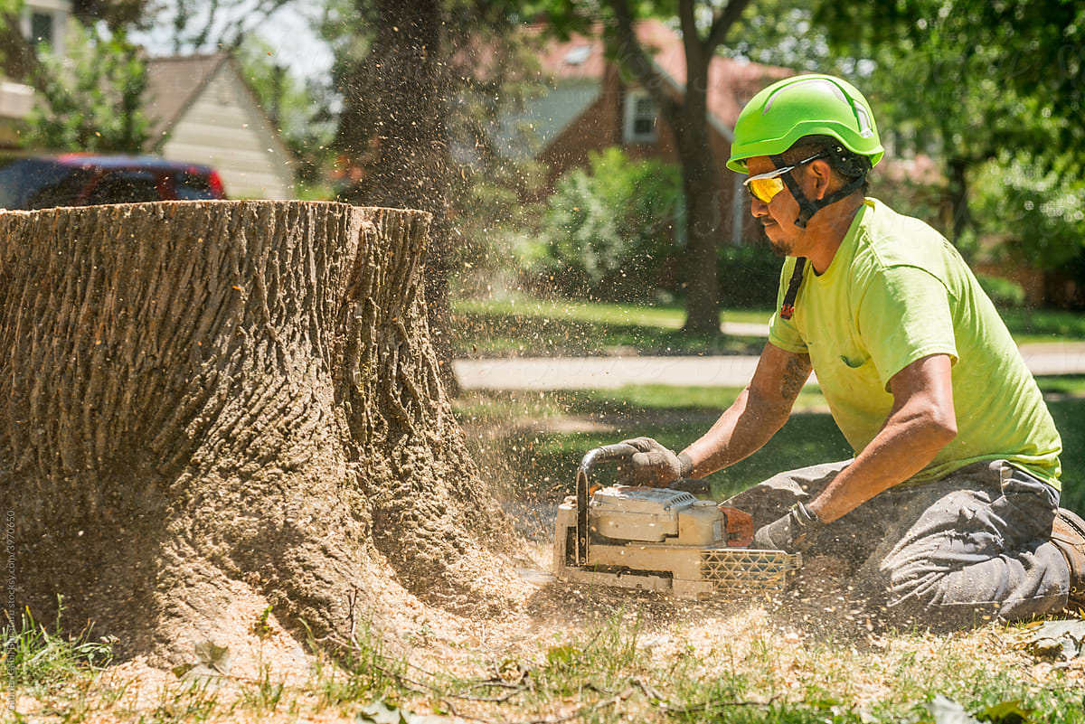 Tree removal worker cutting wood stump