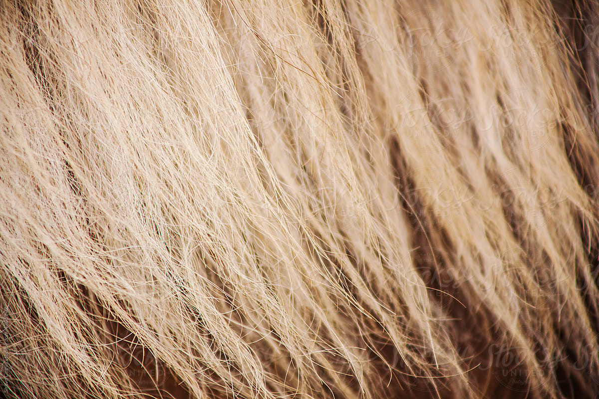 Closeup of a brown horse