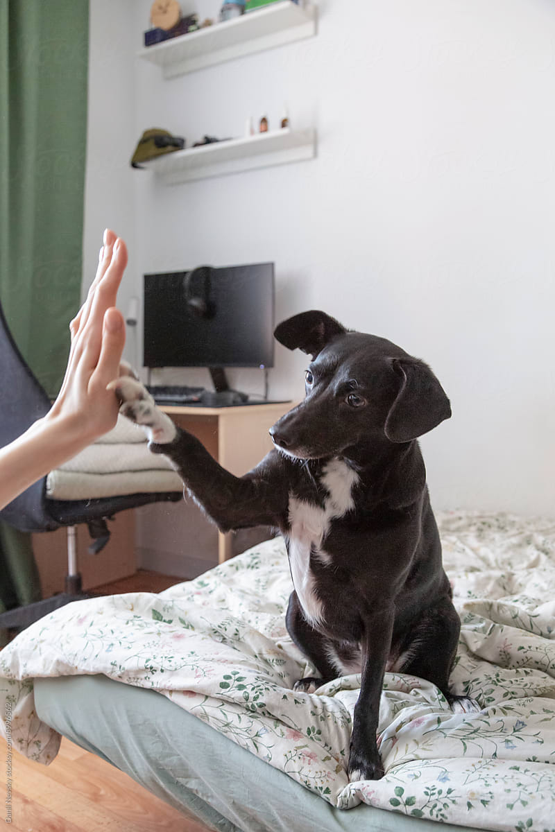 Dog Giving High Five to Owner