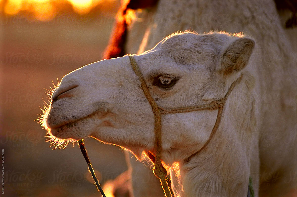 White camel in sunset