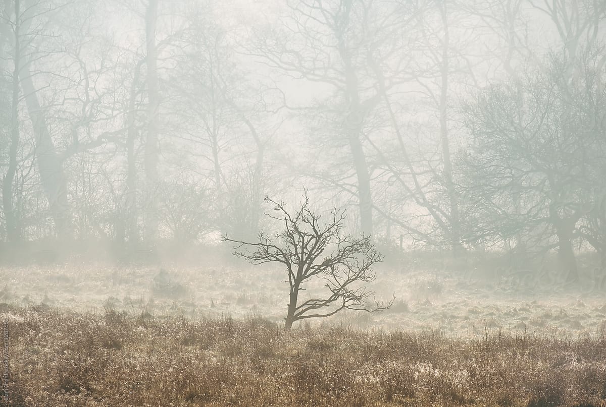 Small oak tree in a field of fog at sunrise. Norfolk, UK.