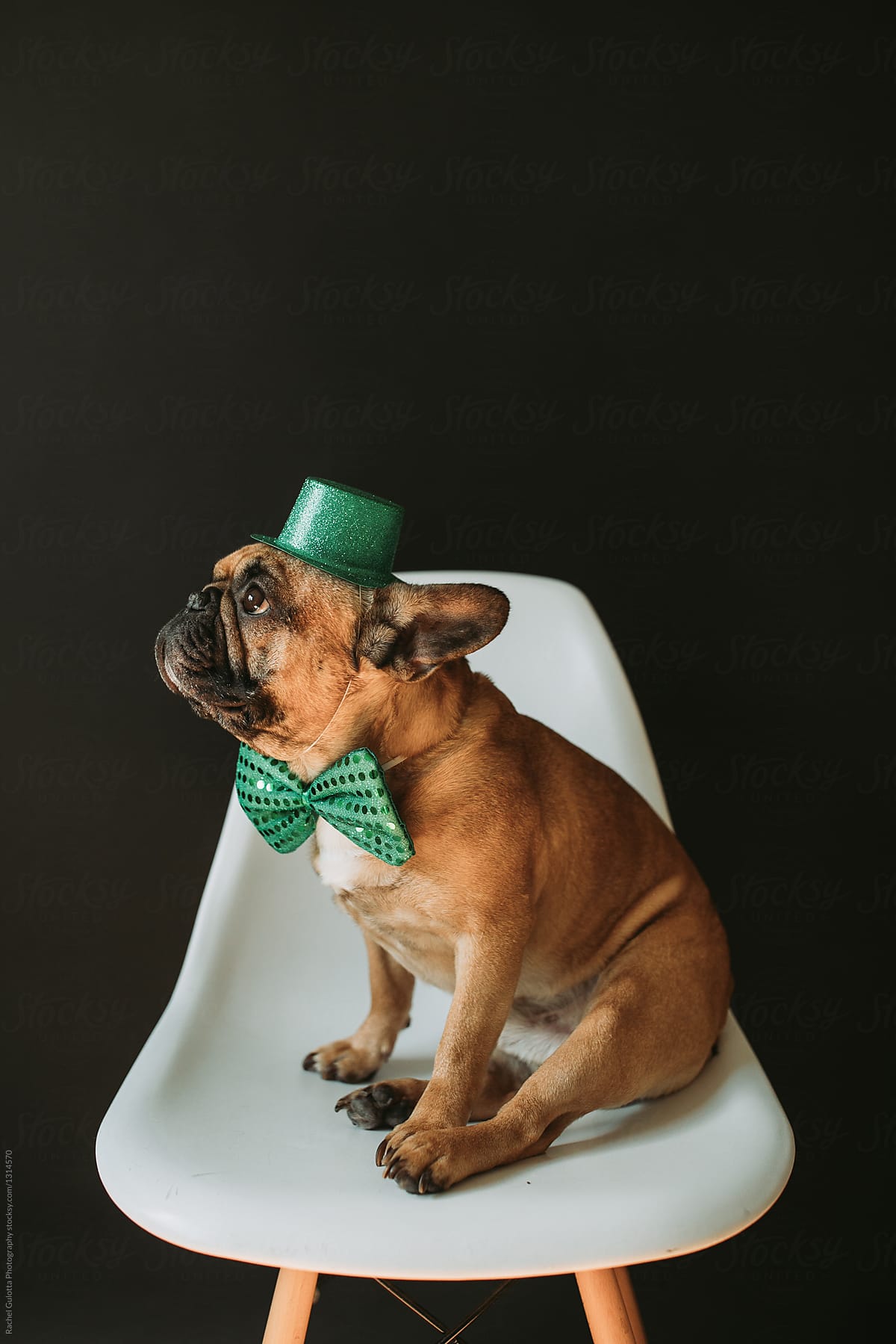 French Bulldog Puppy Dog Dressed as Leprechaun for St. Patrick\'s Day