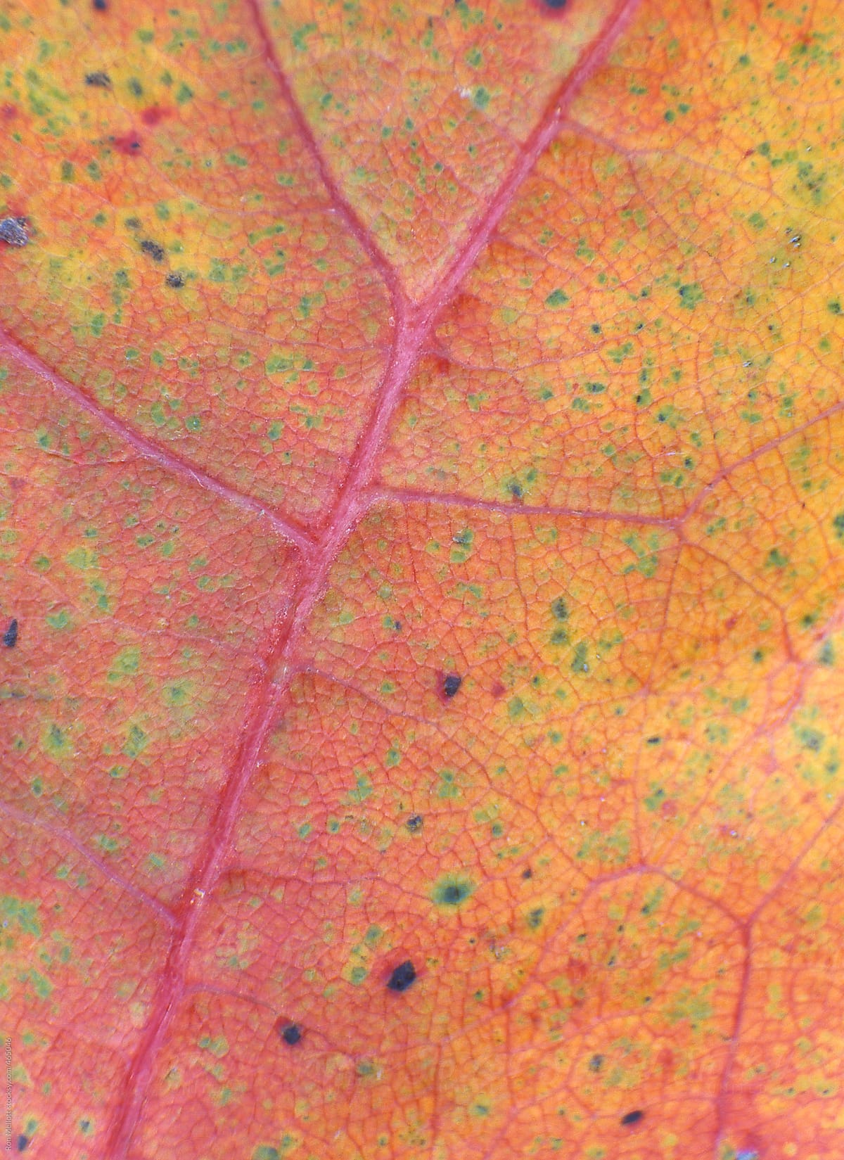 closeup macro of patterns, colors and textures in a deciduous leaf venation veins cells