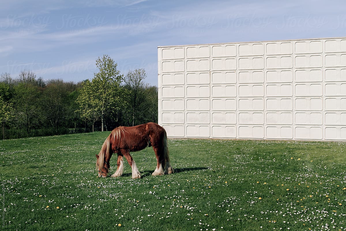 Horse and the industrial building