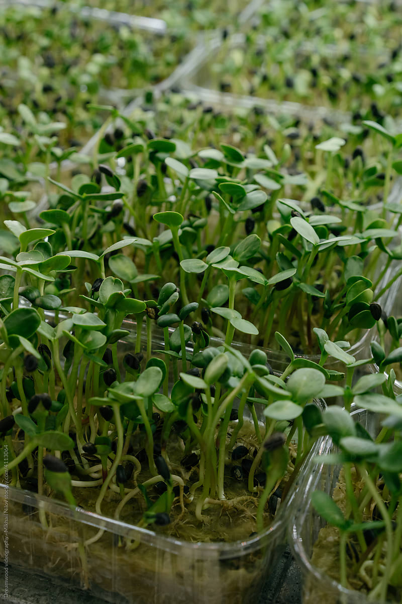 Young sprouts of microgreens