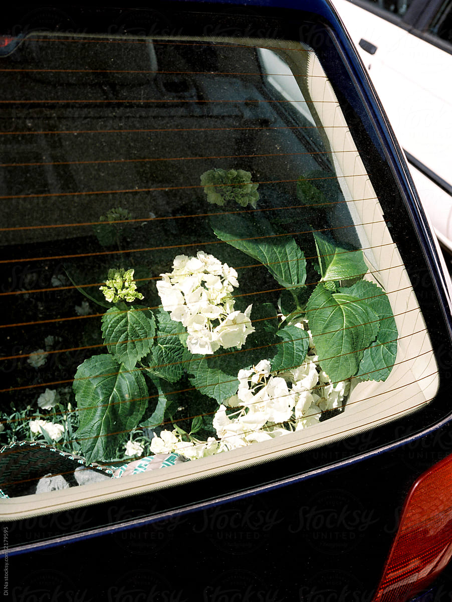 Flowers in the car through the back window