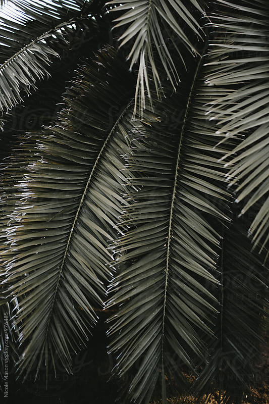 dark green palm tree leaves