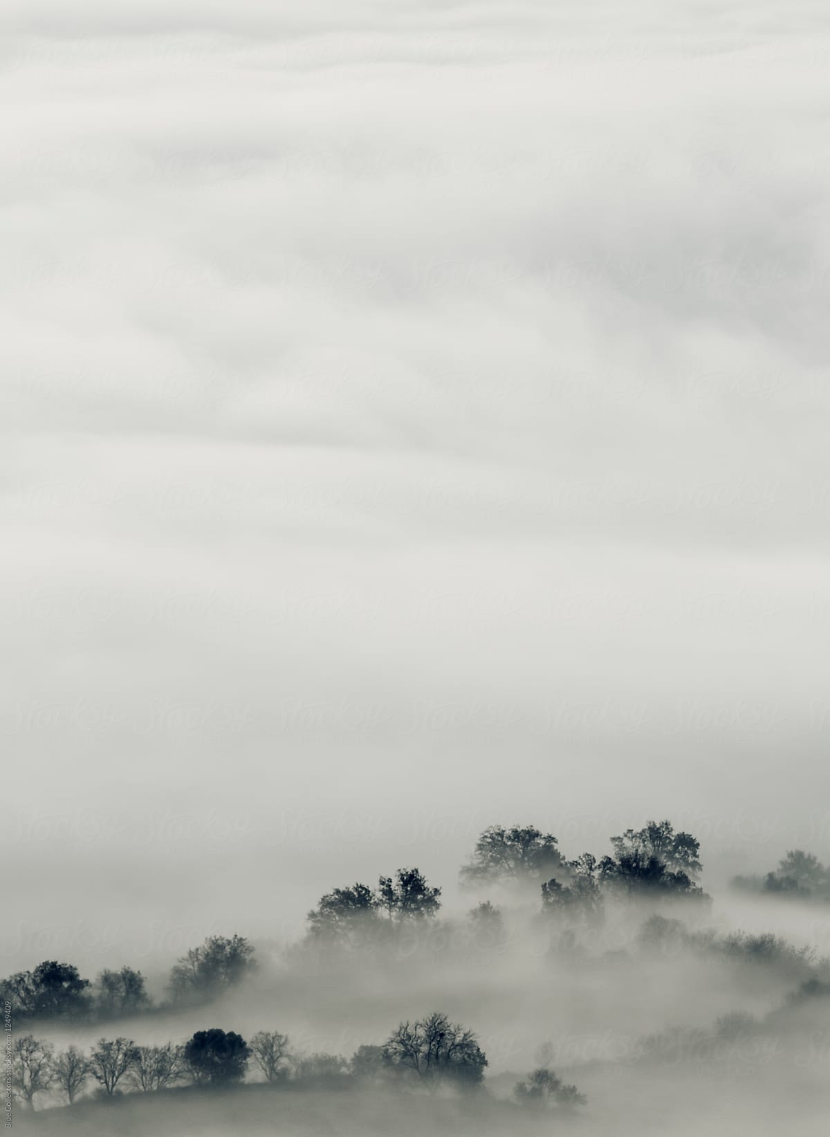 Landscapes of trees and mountains In The Morning Mist