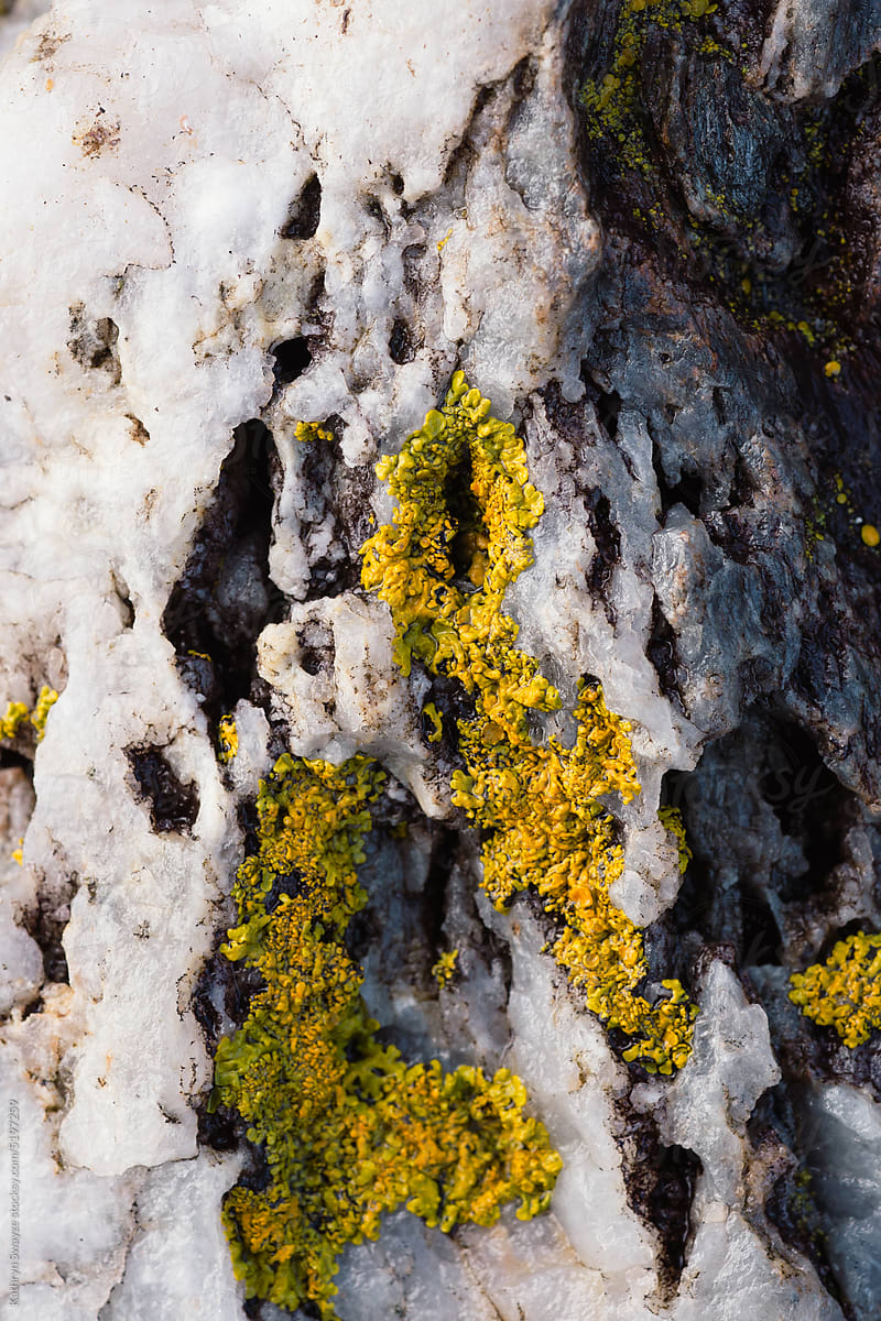 Common Orange Lichen on rocky intertidal zone in Maine