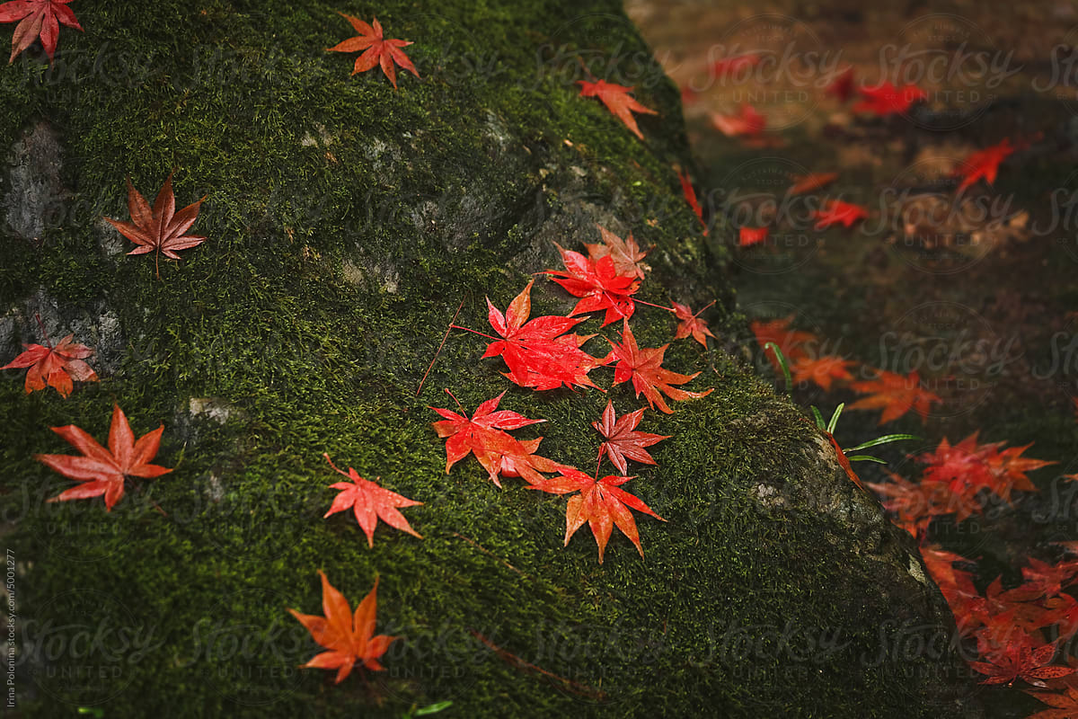 Natural autumn background.