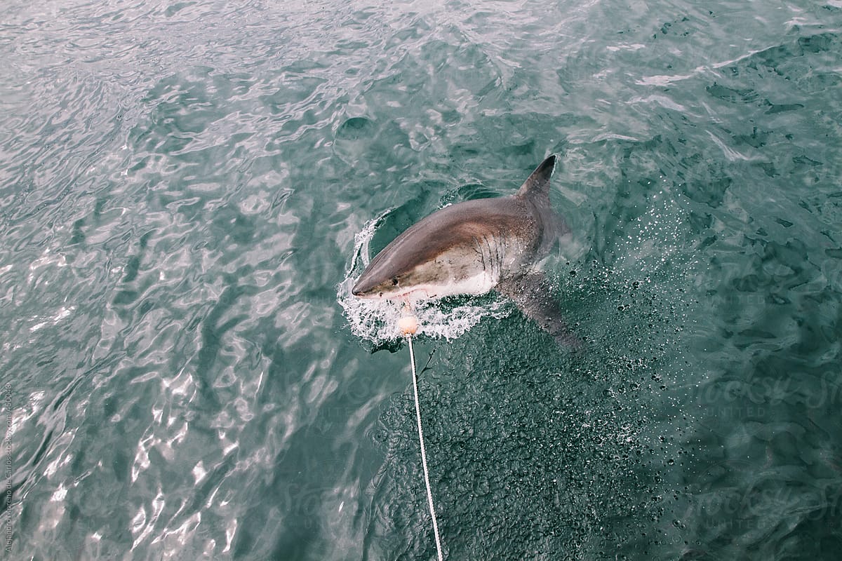 Great white shark biting some bait on the surface of the sea while cage diving experience