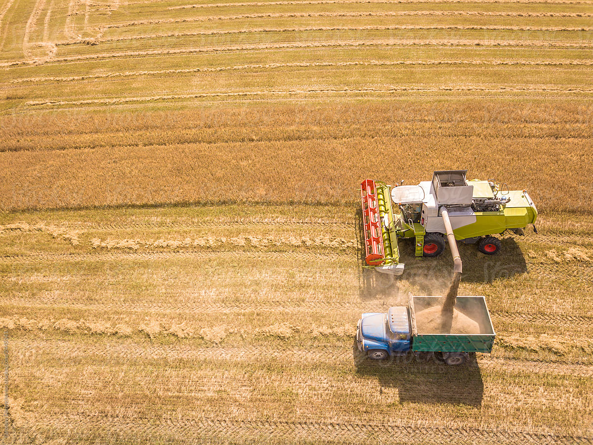 Top aerial view combines and trucks with harvest of wheat crops