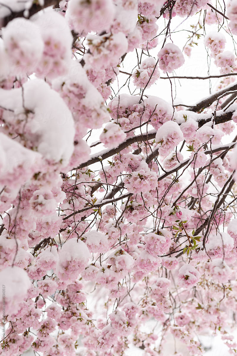 Blossoming tree covered with snow