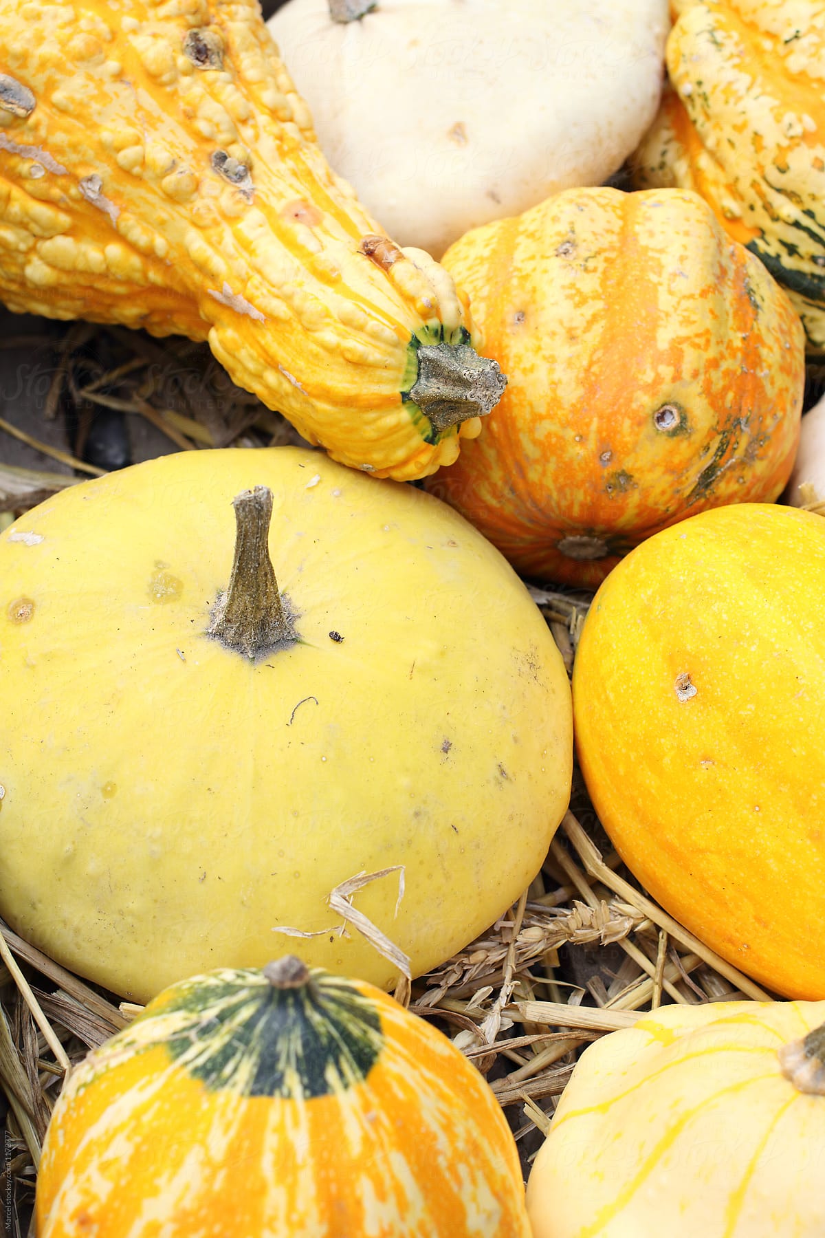 Squash collection on straw