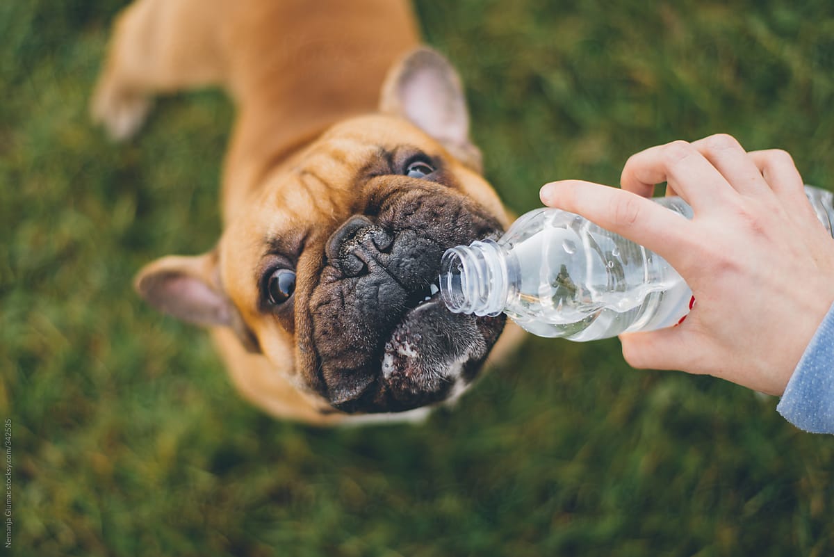 Silly French Bulldog Drinking Water from a Bottle