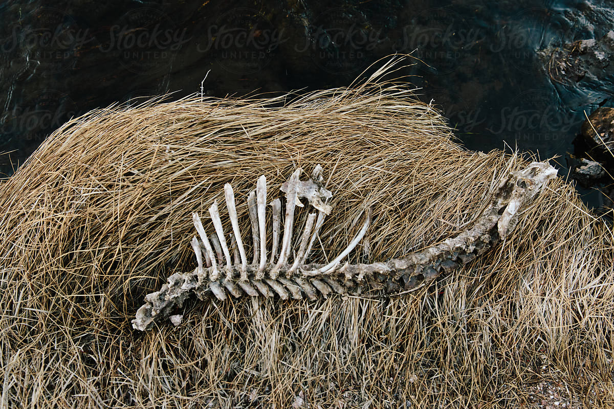 Skeleton from a dead deer lies on a riverbank