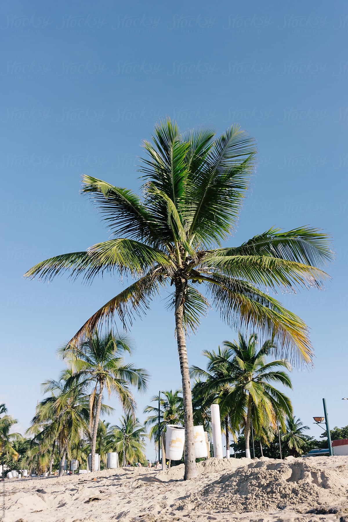 Palm tree in the sunshine