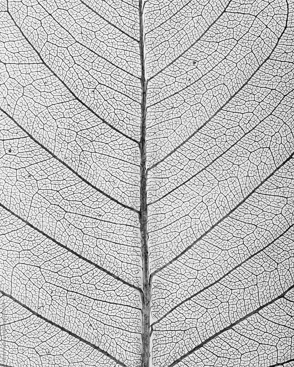 Close up of Leaf vein.