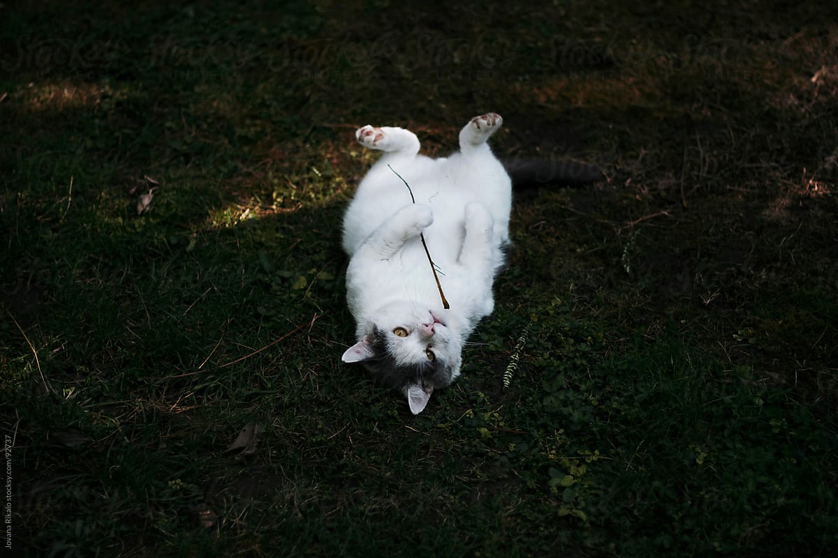 Lazy cat laying on grass and  holding twig with his pows