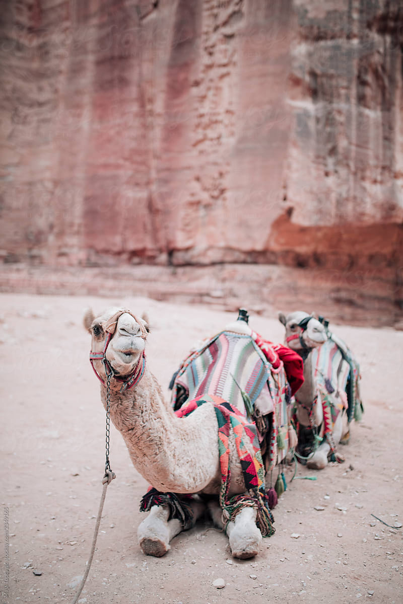 Camels in rose red rocks in the ancient city of Petra in Jordan