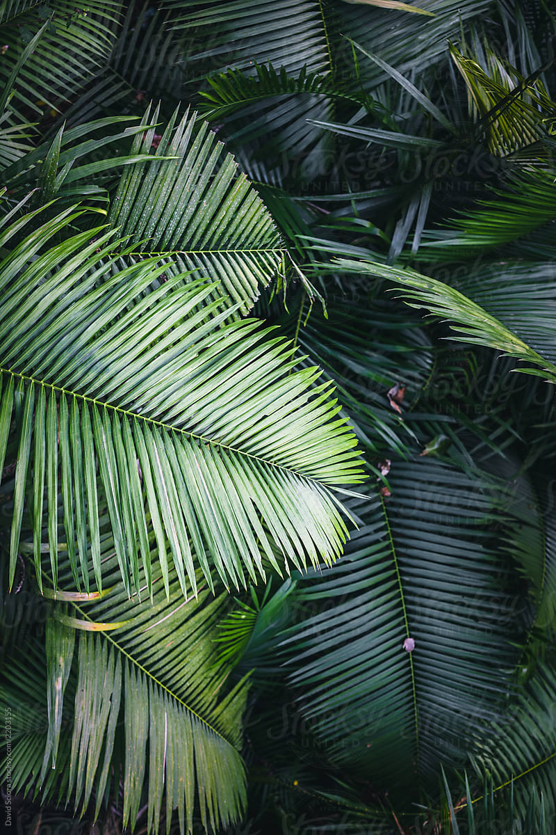 Green palm tree leafs background