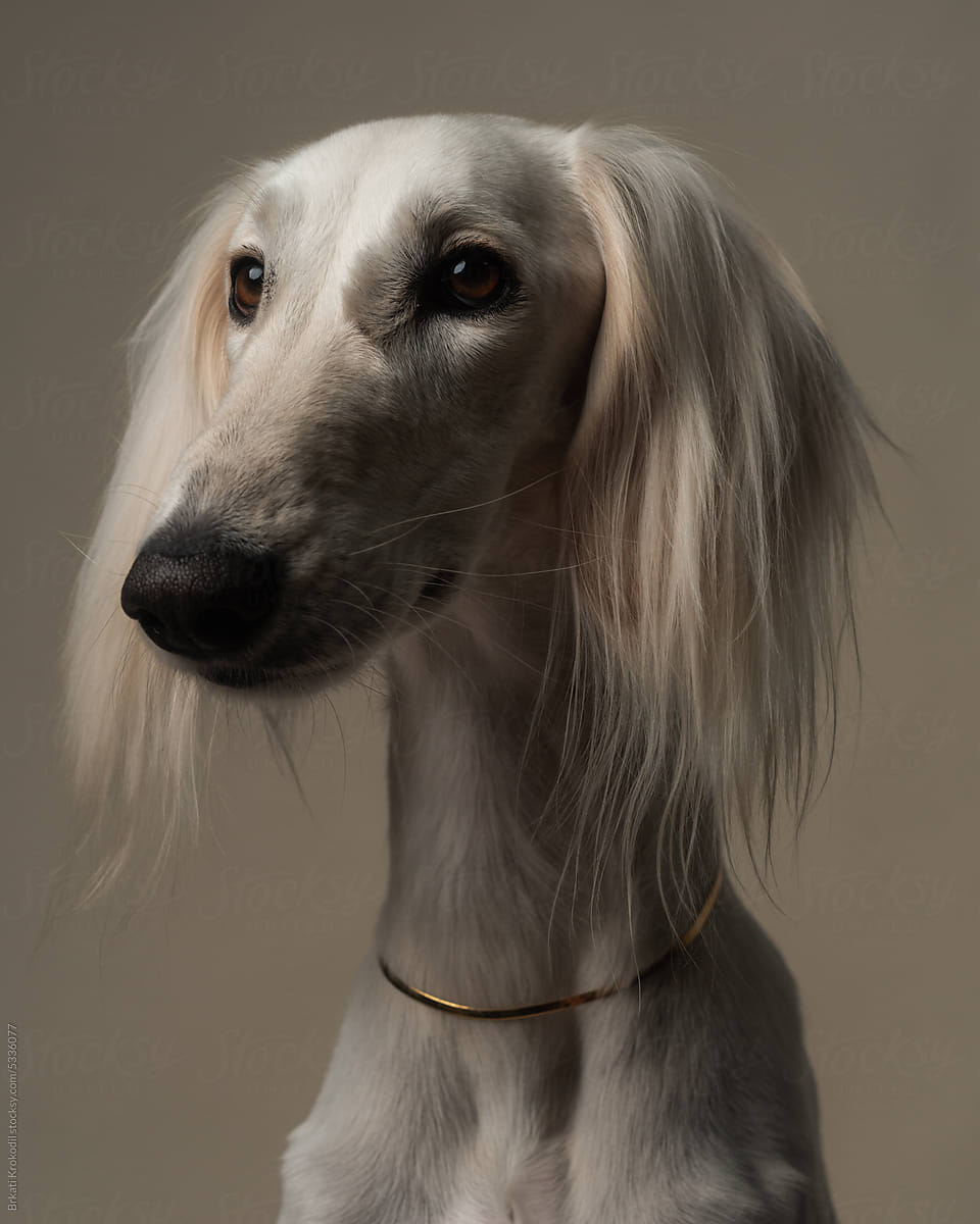 Elegant White Saluki Dog Studio Portrait