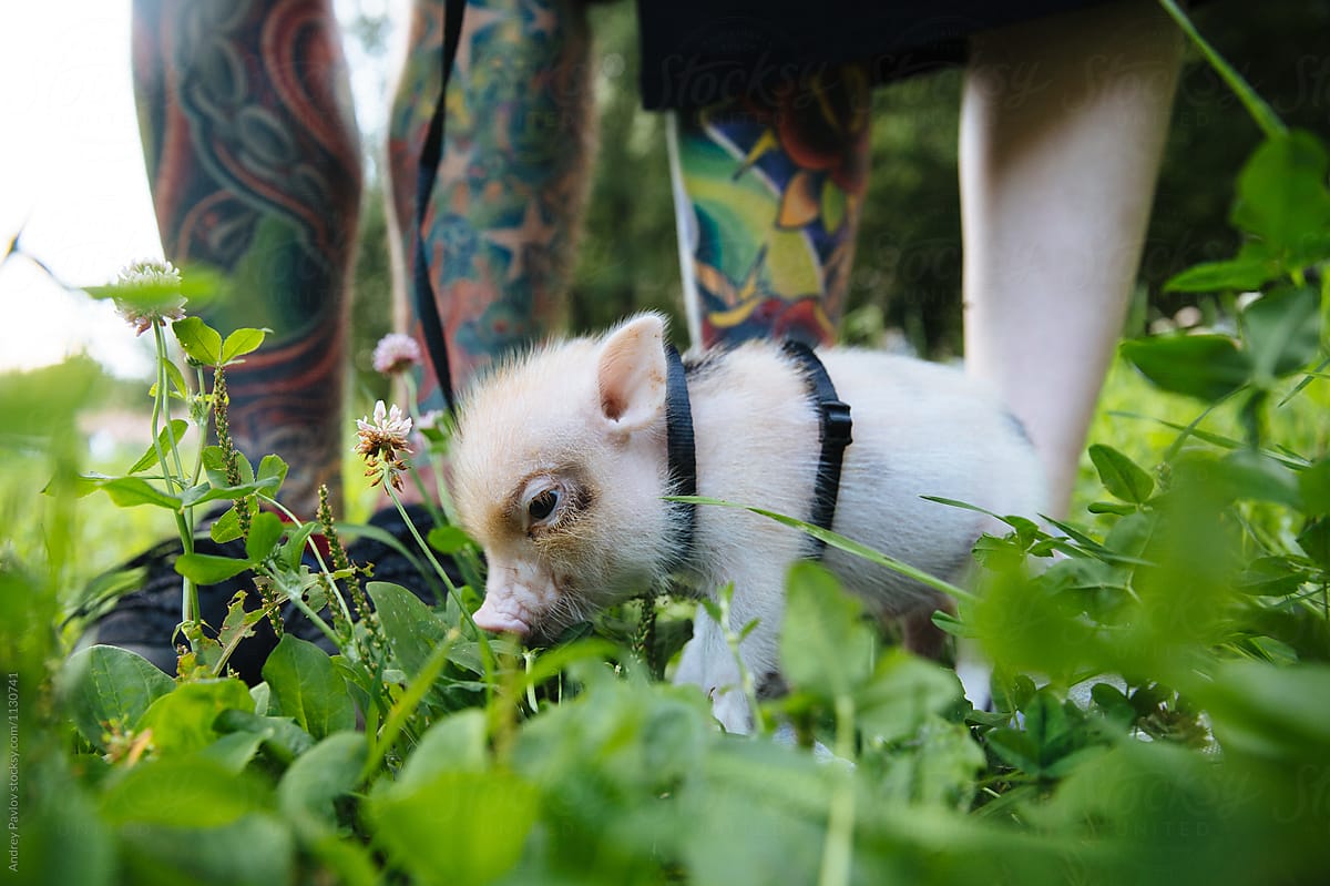 Piglet against of tattooed legs of couple